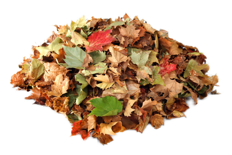 2022 Community Leaf Composting Opportunities & Events Image