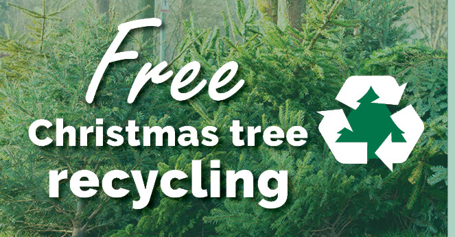 How to Recycle Your Christmas Tree Image